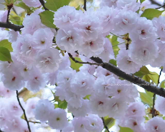桜の花…