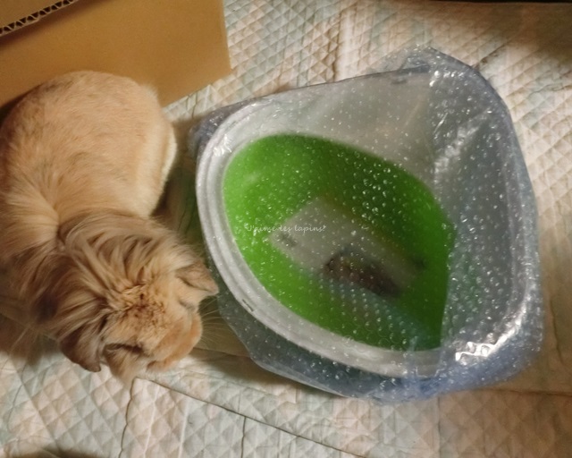 ベルギーのうさぎのトイレ コンチャ