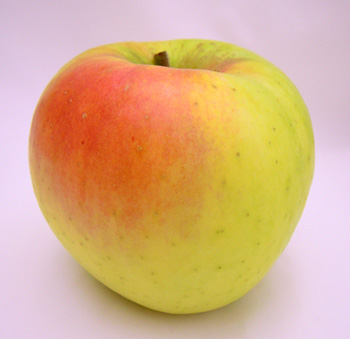 りんご「ぐんま名月」画像