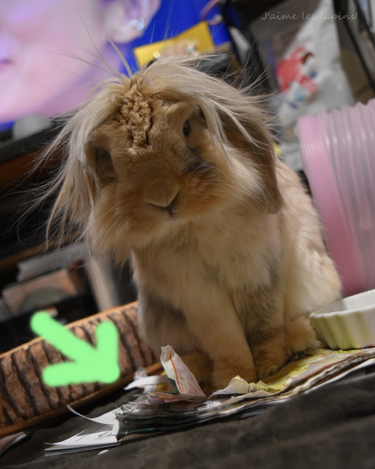 チラシをバリバリにしたうさぎ